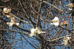 Magnolia campbellii